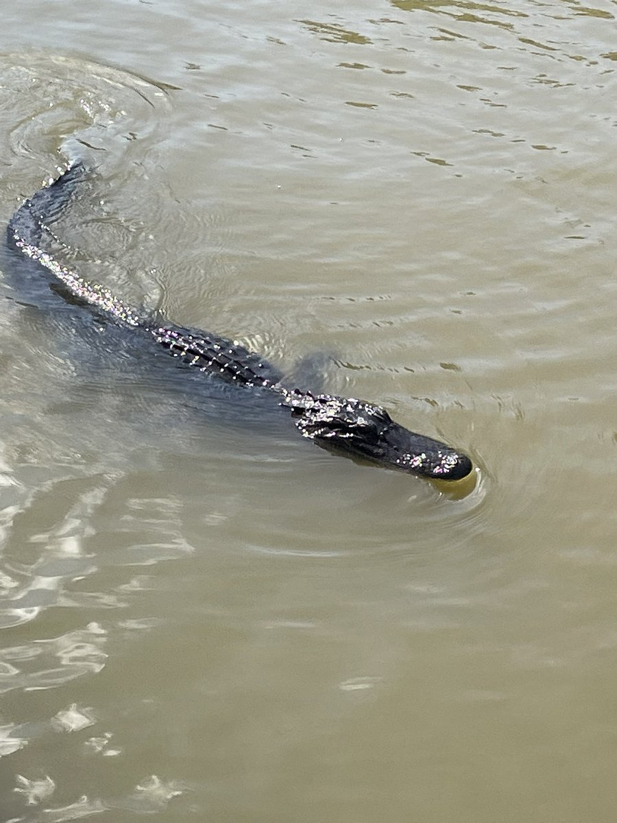 davidbcrowley's tweet photo. Had fun checking out the bayous and some gators! With Louisiana Swamp Tours. #bayous #nolatravel https://t.co/8XpWR531aq