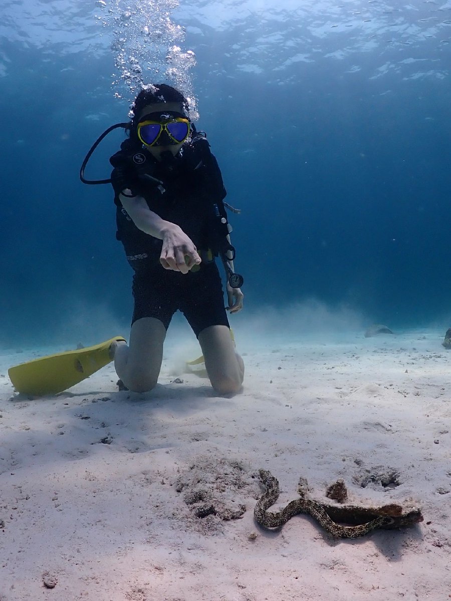 MaryDiving's tweet photo. Swim in the embrace of the ocean and get in touch with the underwater world. Dive into the embrace of the deep sea and discover endless surprises and colorful marine life
#duiken #tips #veiligheid #duikbril #duikpakken #cylinders #duikposities #zeeleven #oceanen https://t.co/yKj2NAygJ1