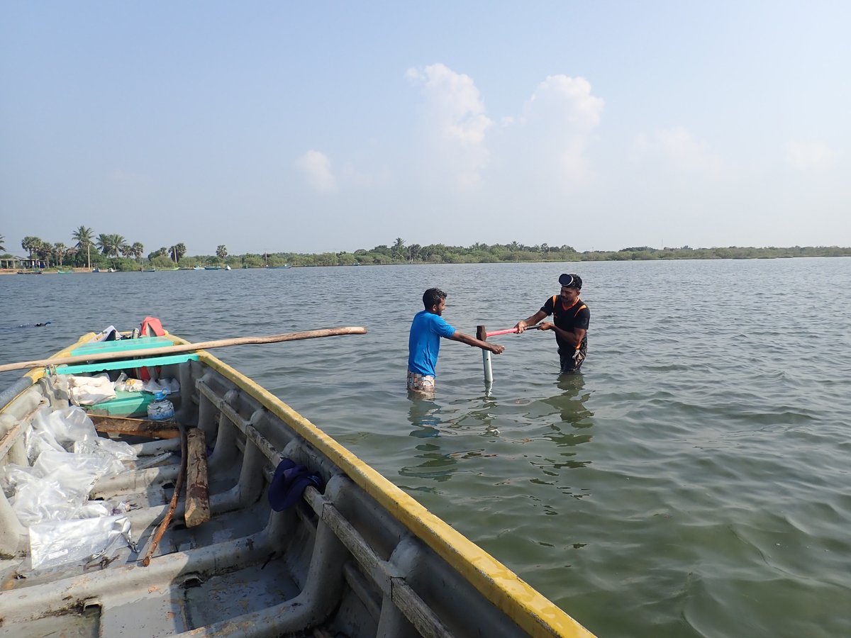 SusanthaUdageda's tweet photo. During 2021–22, we conducted a national priority project to understand the current carbon storage potential of restored mangrove lands, salt marshes, and seagrass in different geomorphological settings in Sri Lanka. https://t.co/dPkPBX9ROZ