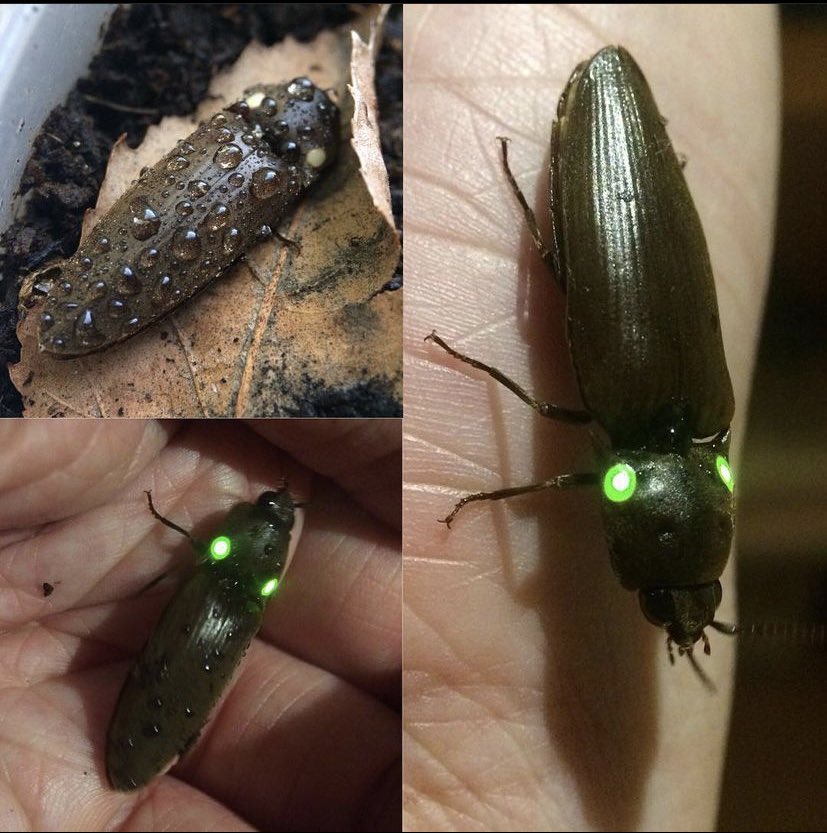 BichoDatos's tweet photo. Hola bichodatera, muy oscuro para saber exactamente de que se trata pero sin duda es un escarabajo “click”, alguna especie en el género Pyrophorus, en la familia Elateridae, los famosos “cucuyos”. Las luces se producen en el tórax, no en los ojos. 📸: Brian Chan (Instagram). https://t.co/3P7Ks0WjCi