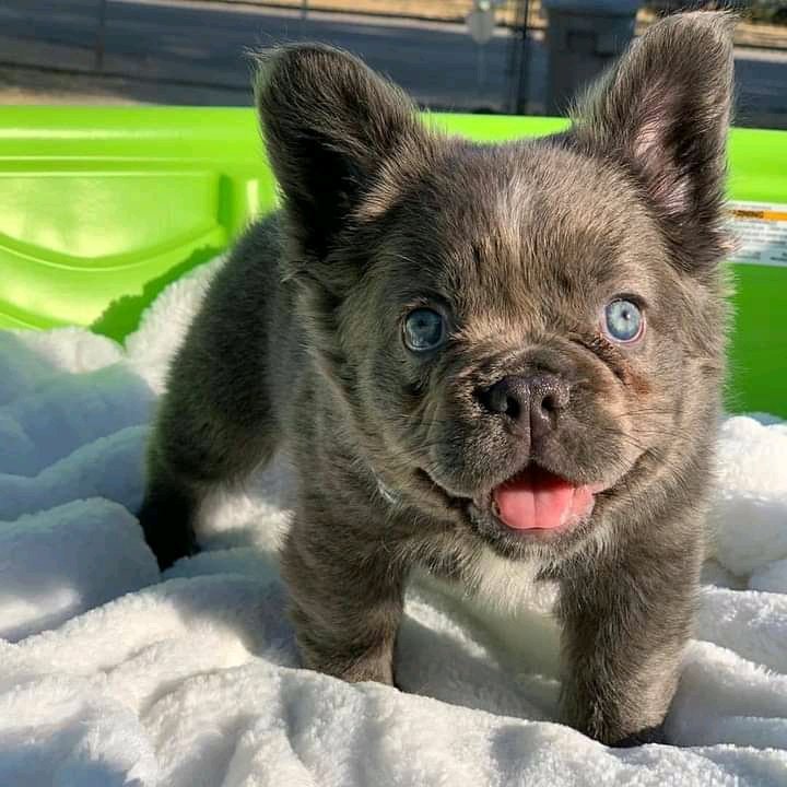 Bulldoglovers02's tweet photo. Too much cuteness ❣️
#frenchielover #frenchbulldog https://t.co/OtDbFQEjgZ