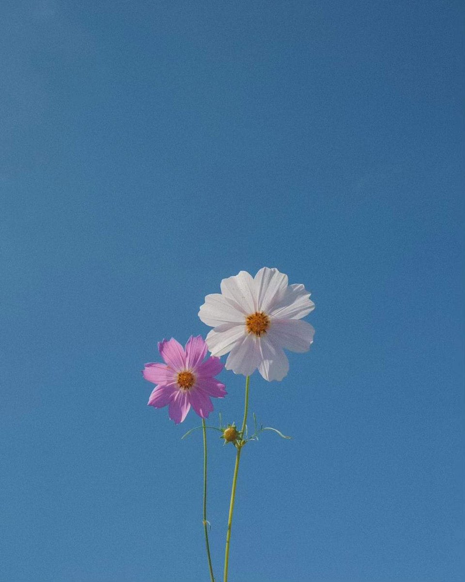 السلام علیکم ورحمتہ اللہ وبرکاتہ صبح بخیر
🩷🤍