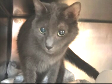 NYCDEATHROWCATS's tweet photo. URGENT!! PRIORITY PLACEMENT NEEDED! Pepper is an emaciated senior cat in medical. Some suspicion of cranial abdominal mass on intake exam. Very friendly and eager for head rubs and food, Pepper needs out and straight to the vet for further eval.
https://t.co/aK9bpYUKqC https://t.co/cluaFMfBj3
