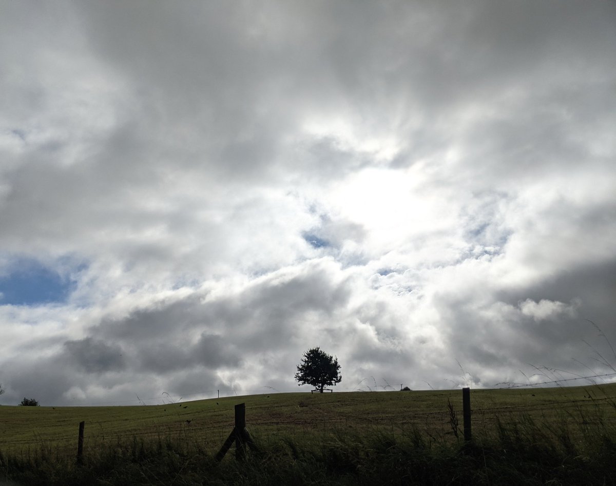 A living tree is a changing, sleeve shape, a wet, thin, bright green creature that survives in the thin layer between heartwood and bark. It stands waiting for light, which it catches in the close-woven sieves of its leaves.
Alice Oswald