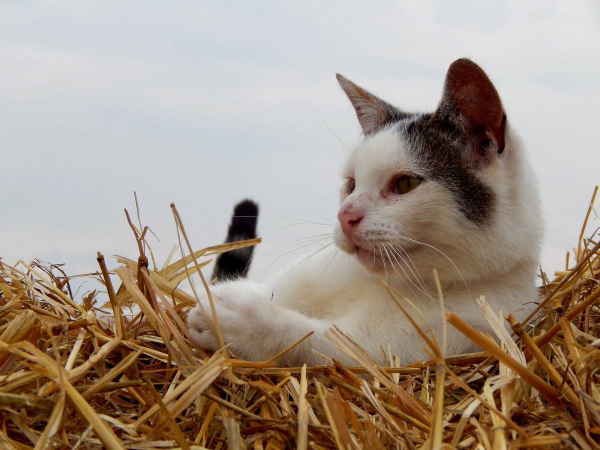 torfiak's tweet image. Żniwa to jednak fajny czas 👨‍🌾🌾
#Filemon #summer #żniwa #cat #zdjęcieZszuflady
