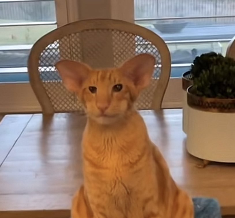 olimar: i need to find my ship’s parts before the 30th day, i’ll die on this planet if i don’t

yellow pikmin: