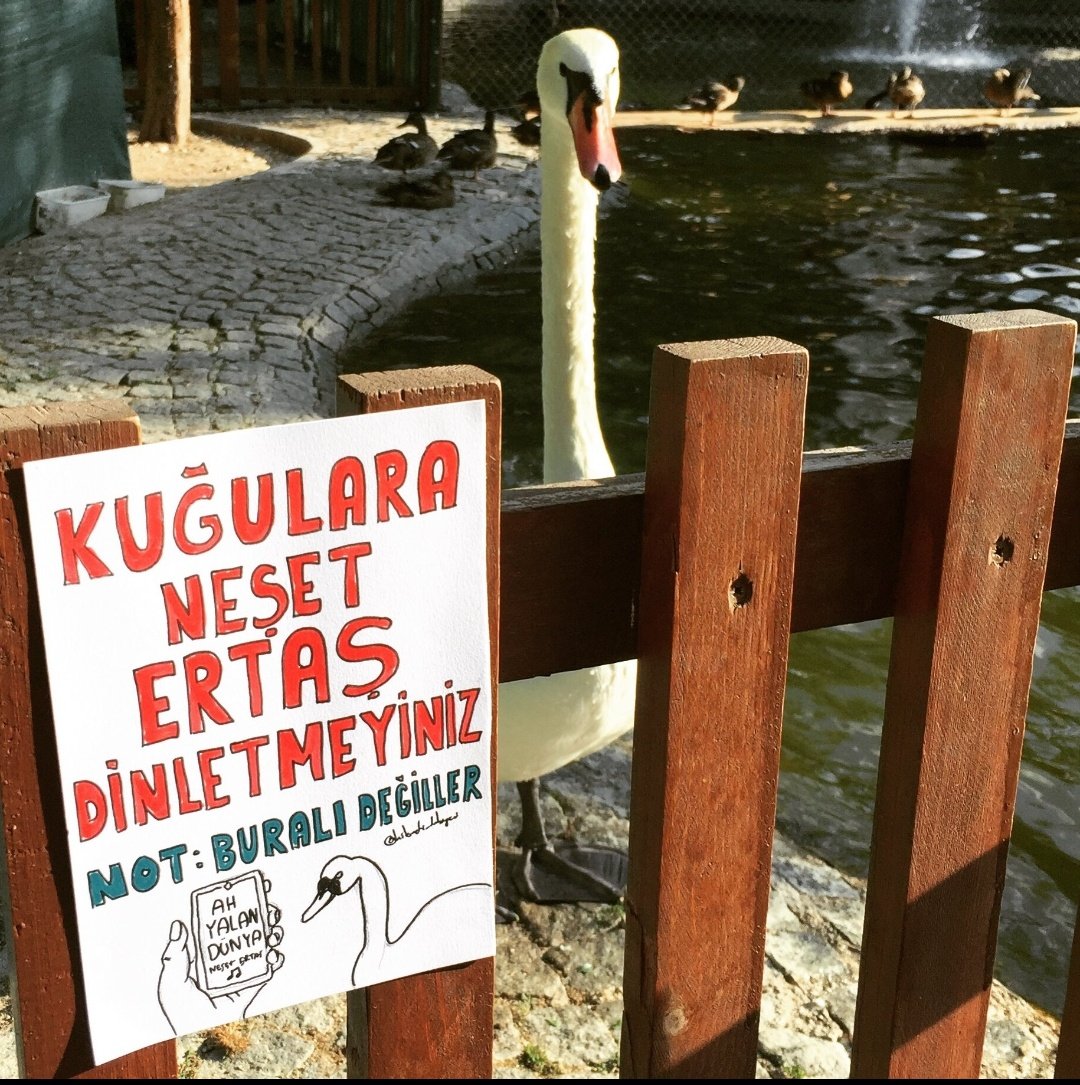 Neşet Ertaş dinlemeyen kuğu yallah Avusturya ya.