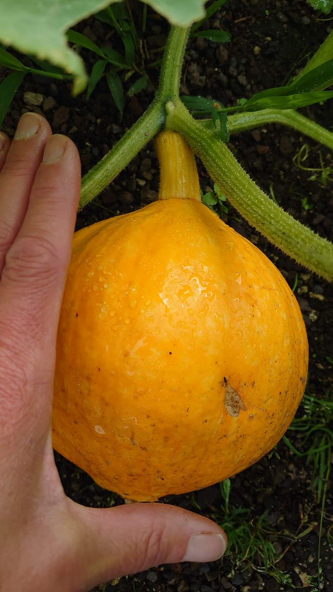 It's growing well...just a little longer.