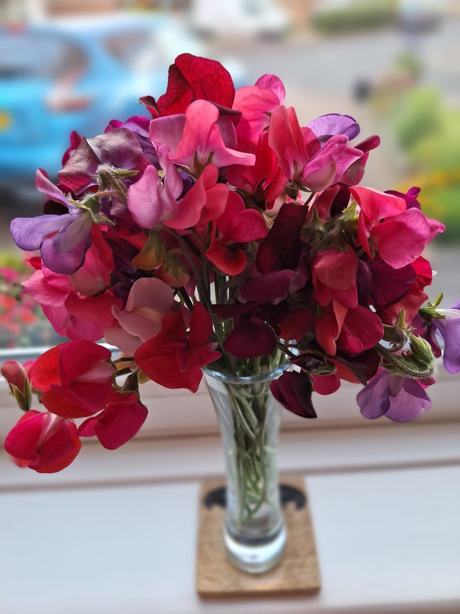 MichelleSykes78's tweet photo. Managed to do well this year. Every year, my aunt grows them from seed, and I dont do her justice. This year, I'm onto a winner!  #proud #homegrown #sweetpeas #favoritescent https://t.co/r9IbZPqwCu