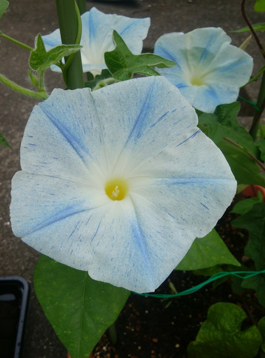 昨日のテニスは暑かった、この暑いのによくやるよと思う人が多数と思う。好きなものは仕方ないな何試合かしたが力が入らない。
かわす、逃げる、オーバー、やだやだこれでもかと打ち合いたいね。
もう少しで涼しくなる、頑張ろう！

女性高額収入 
 taa1341.web.fc2.com/ad3.html