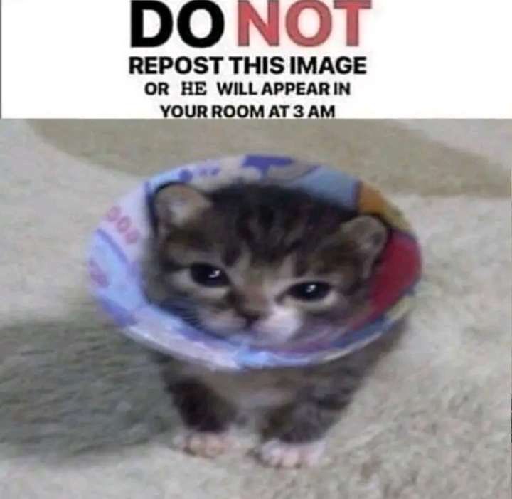 cats who share one braincell (@catbraincell) on Twitter photo 