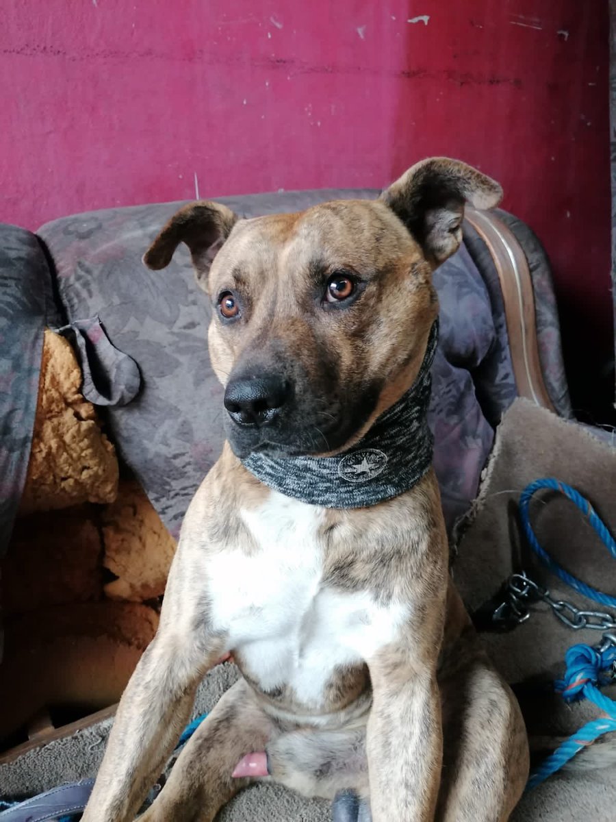 Alina_Gag's tweet photo. El es tigro y también busca una familia 🥺 corre peligro

Se que es difícil pero sería algo heroico para él, poder darle cariño y seguridad. Es bueno y es noble 

Tiene 4 años https://t.co/Q3XVIUMFr9