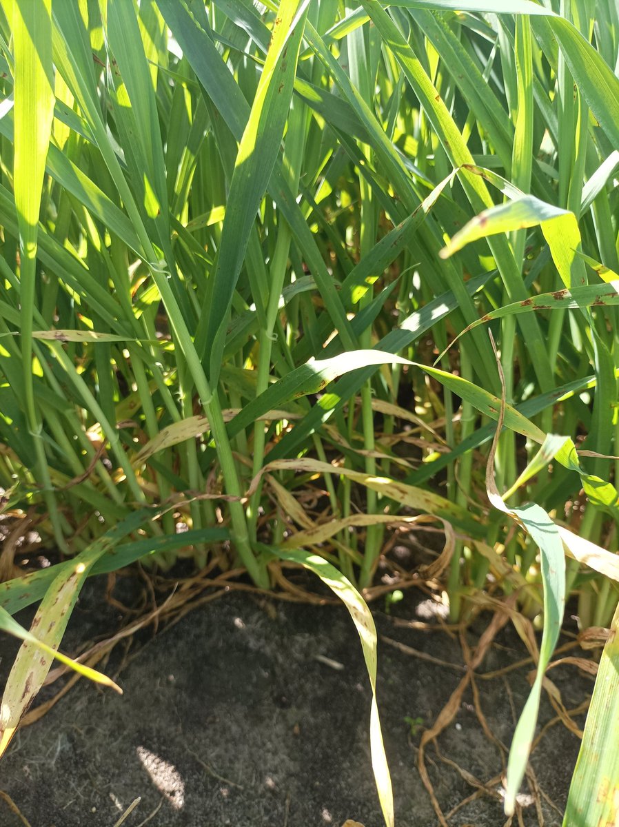 Buen potencial en cebadas Grace y Nahara 👍
Siguiendo de cerca sanidad 🦠🔍
📍Soriano.