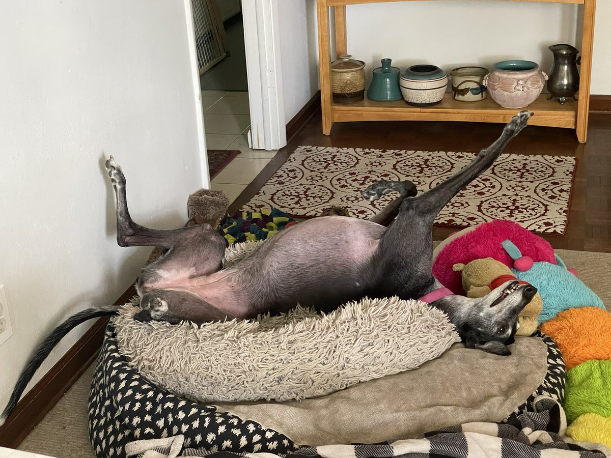 JeanMiller14's tweet photo. This is the first thing I see when I come home.  ❤️❤️ Meet Tara. https://t.co/b1A0J3Za9G