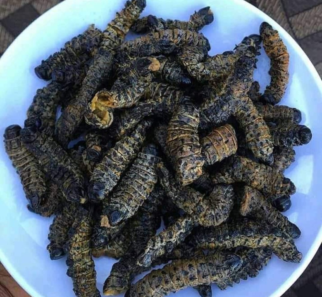 Munaka_Wamani's tweet photo. 📍: Pretoria East "Silverton" 
🚚:Nationwide courier 
📞:0727624228 /0815724879
#Vendatwitter #VhuvhambadziDrive #DjSbu #MopaniWorms #GirlTalkZA #InCaseYouMissedIt #sizwe #djzinhle #Pravin #mrsmeg #Maswanganyi #ThatoImmaculate #IzinganeZesthembu 📍📍📍📍📍 https://t.co/k3FUw3Paqa