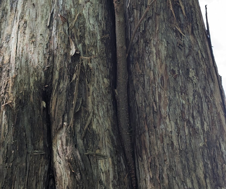 This mulberry is growing out of a crack in the trunk of a juniper over near the Fern Glade. It is likely that a bird "deposited" a mulberry seed in just the right spot and the seedling was able to find just enough space, water, and debris to put down some roots.
#hsvgarden
