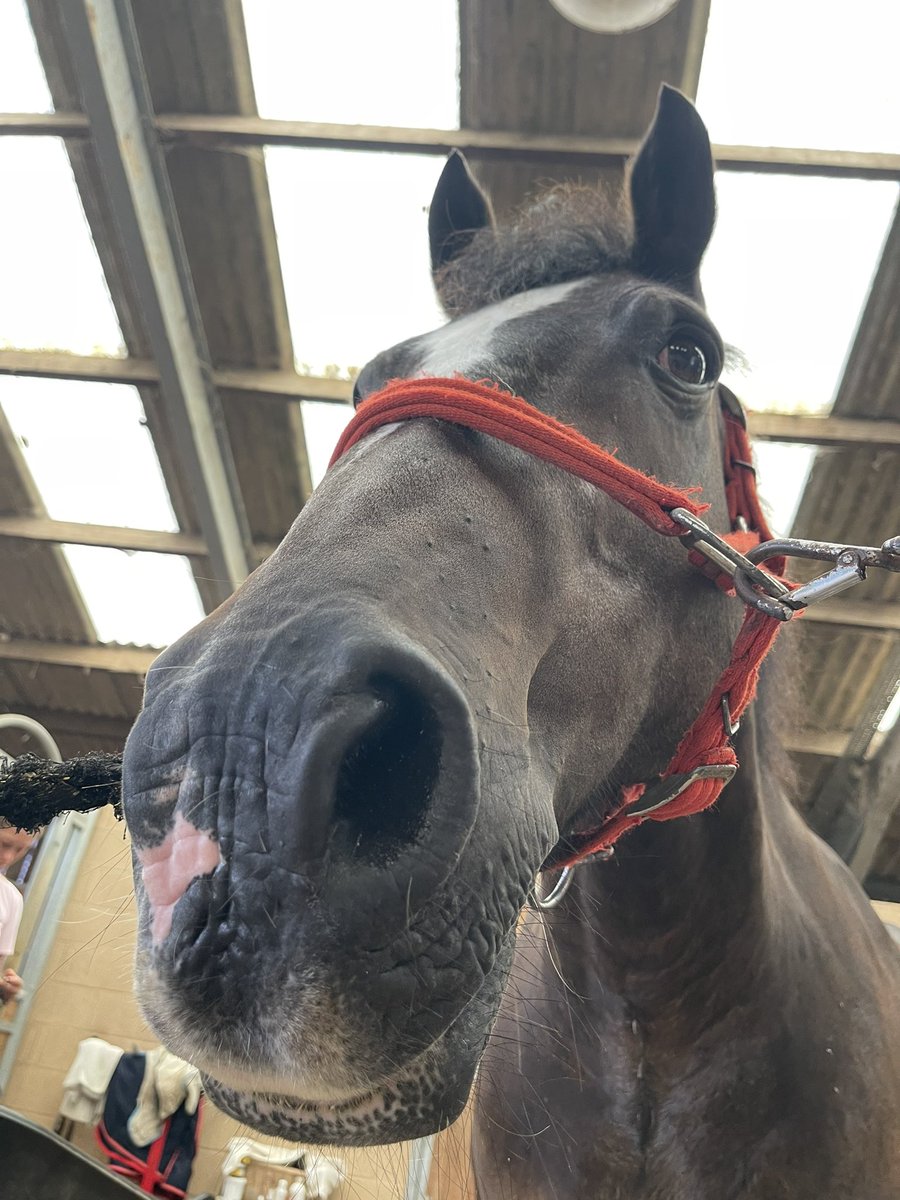 HHPDA_UK's tweet photo. @GeorgiaGabriell Yummy  😋 If you have any left over, bring some to when you meet Harv 😊 Harv’s waiting to meet you 😊Best Wishes Zeb https://t.co/d3mqF2ujLY