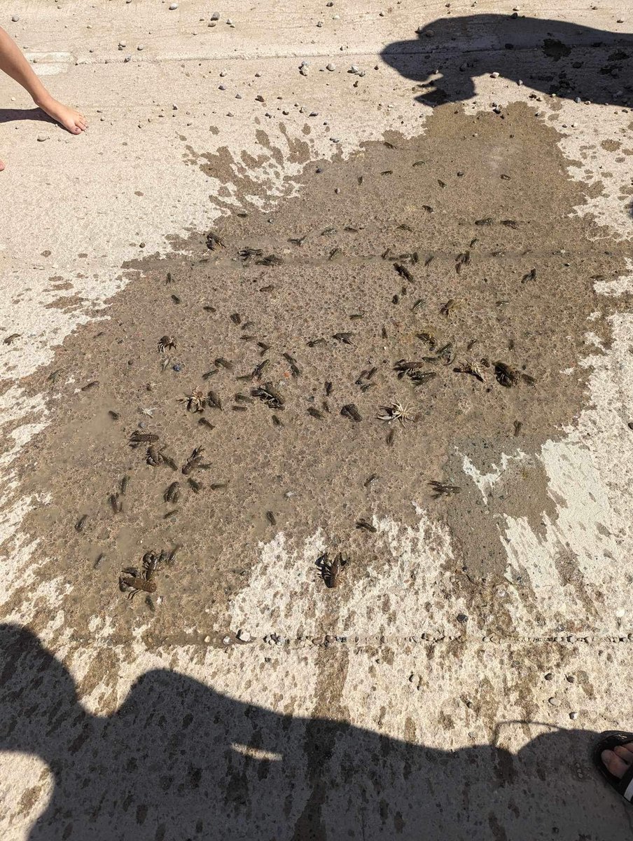savenosecreek's tweet photo. A group of concerned Calgarians saw our stories this week in the news and wanted to help. In 1 hour, they managed to remove and dispatch 70 crayfish from Nose Creek this Afternoon. #SaveNoseCreek #SNCwatershed #yyc #RockyViewCounty #Airdrie #abpoli #ABenvironment #Alberta https://t.co/waEmNSMhUD