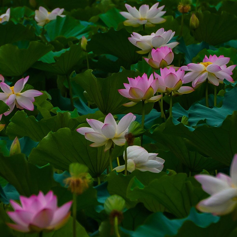 rockfishs's tweet photo. .
.
蓮🪷
.
.
#蓮 
#利府
#花好きな人と繋がりたい 
#カメラ好きな人と繫がりたい https://t.co/aEray2tnoI