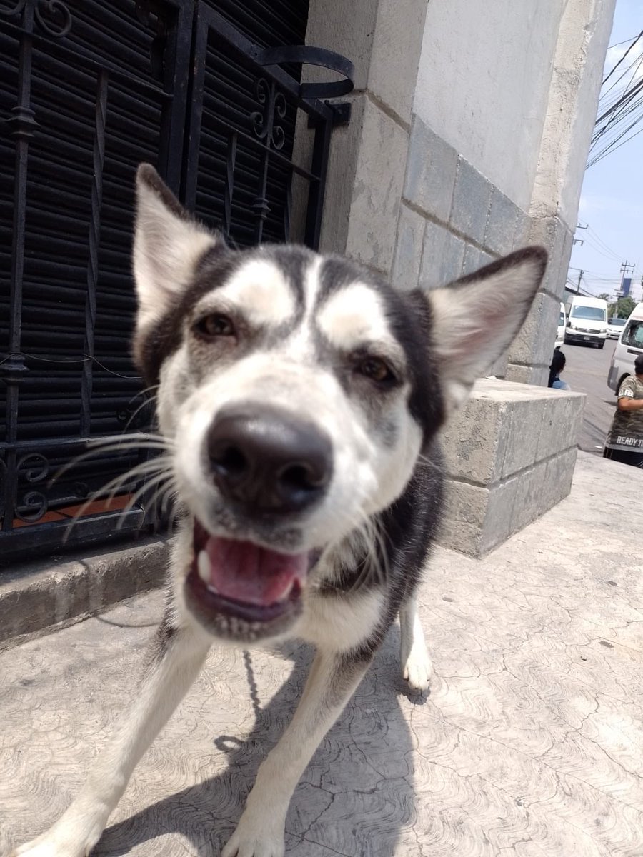 Alina_Gag's tweet photo. Comparto fotos y texto de @JuanMAlegria (info con el)

Husky macho de aproximadamente de año y medio. No está lesionado y en general está en buen estado. Es juguetón y amable, convive con otros perros. Está en una casa con comida y agua pero no lo pueden conservar. https://t.co/m9ba7VDGPb