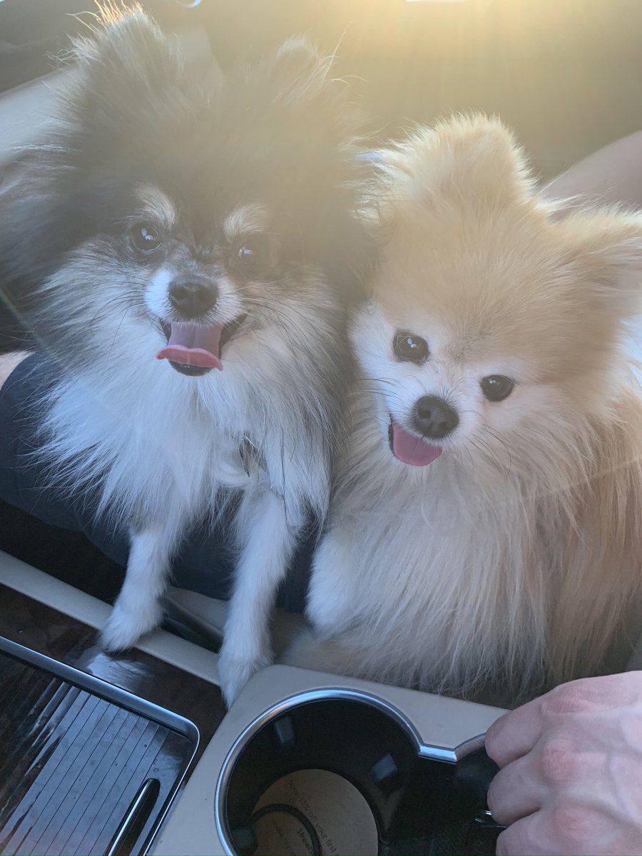 carlybbbenson's tweet photo. Ace &amp; Oliver https://t.co/Ptdnkce2Bw