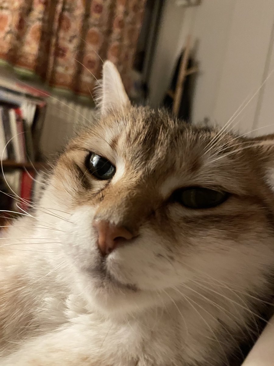 ThatCatLifeTho's tweet photo. Girrolle’s comfort zone is your personal space. How much of her body can she press up against you? Can she gaze into your eyes? Reach out her paw to touch? She’s a hoot. 😻. #caturday #catlife #thatcatlife #purrsonality #catsitting https://t.co/y6n3YuBJJA