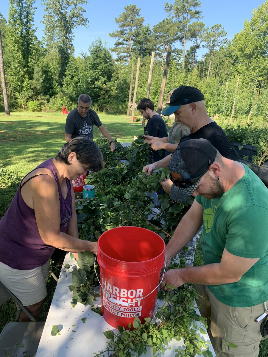 FarmBoyFarms's tweet photo. Hop Harvest 2023 is in the books!

Farm ✅ 
Brewery ✅

Swing by @CrankArmBrew in 3 weeks for the Wet Road!

#NChops https://t.co/9kx7niq0HV