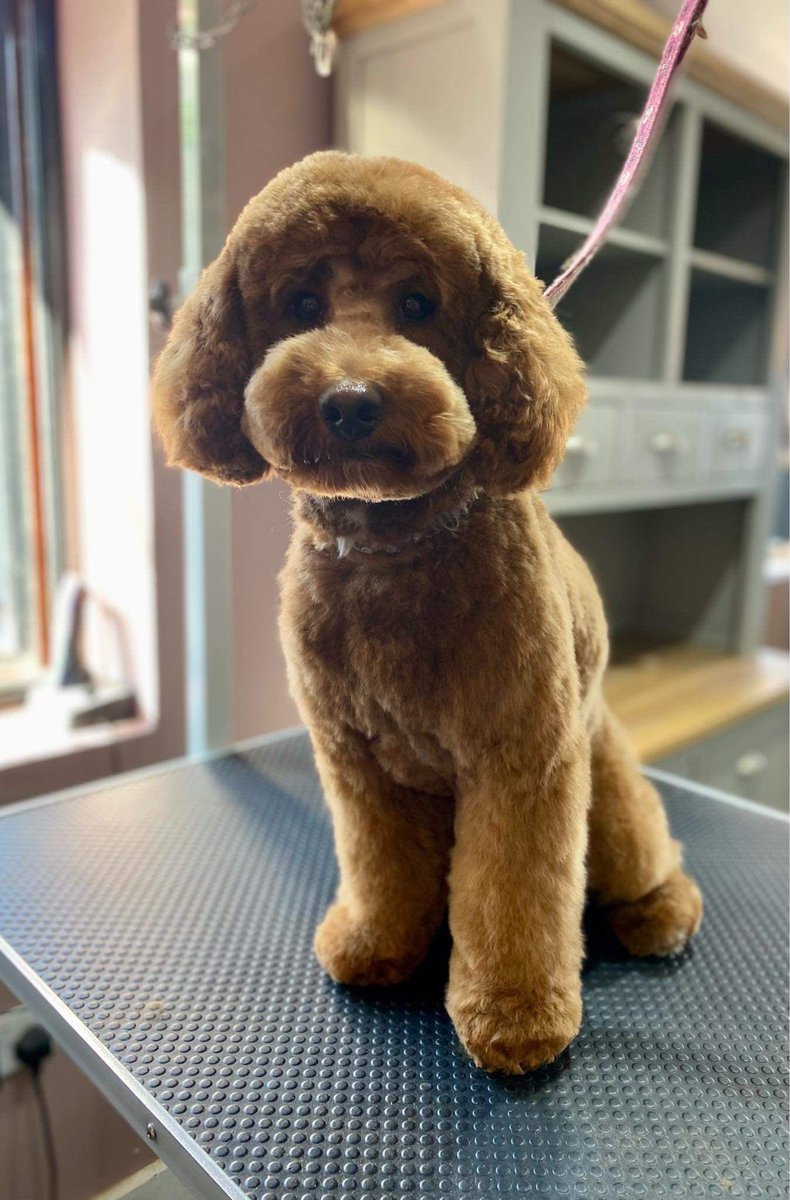 Deepak58253138's tweet photo. @AldiUK Meet Brownie. He is a miniature poodle, perfect for the small dog group.  He loves food, playing fetch and his favourite toy, Nemo the fidh from Aldi no lesd. https://t.co/q0cOKE4gCh