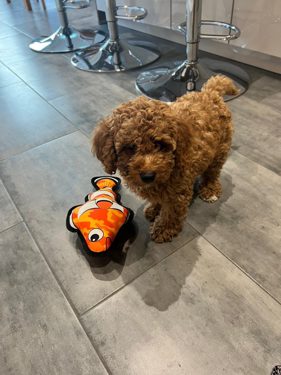Deepak58253138's tweet photo. @AldiUK Meet Brownie. He is a miniature poodle, perfect for the small dog group.  He loves food, playing fetch and his favourite toy, Nemo the fidh from Aldi no lesd. https://t.co/q0cOKE4gCh