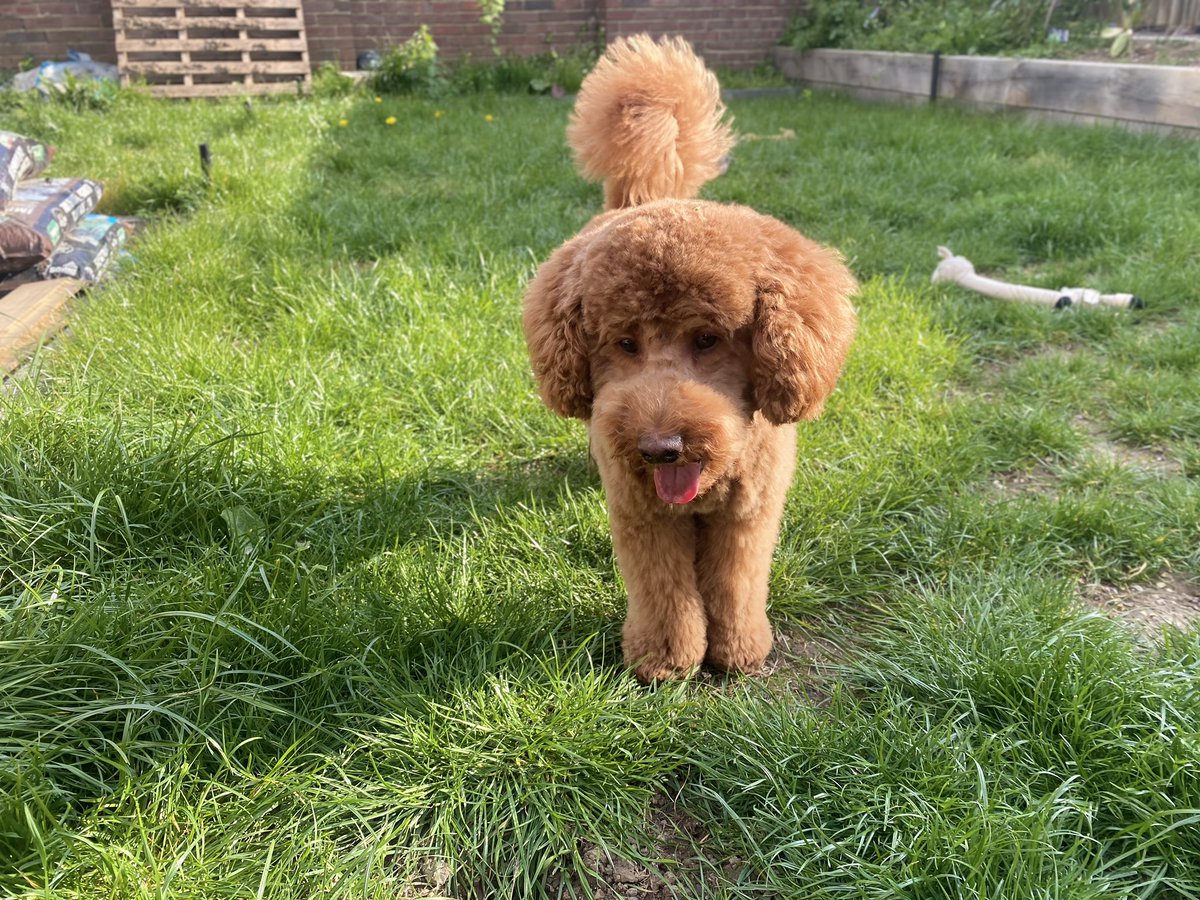 Deepak58253138's tweet photo. @AldiUK Meet Brownie. He is a miniature poodle, perfect for the small dog group.  He loves food, playing fetch and his favourite toy, Nemo the fidh from Aldi no lesd. https://t.co/q0cOKE4gCh