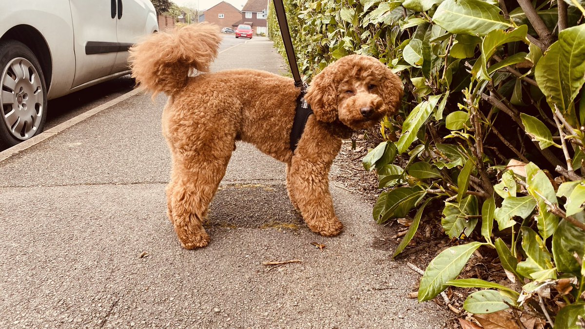 Deepak58253138's tweet photo. @AldiUK Meet Brownie. He is a miniature poodle, perfect for the small dog group.  He loves food, playing fetch and his favourite toy, Nemo the fidh from Aldi no lesd. https://t.co/q0cOKE4gCh