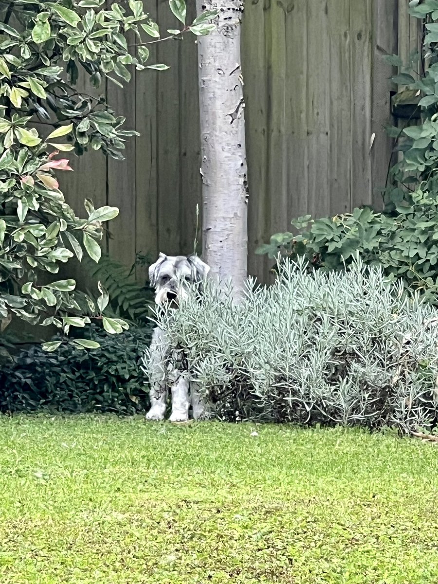 Arthur Schnauzer tweet media