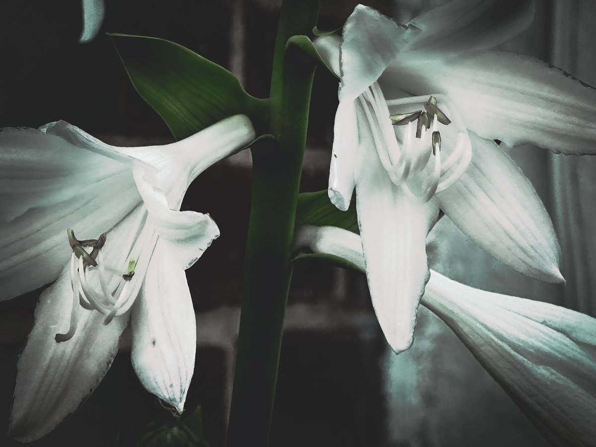 Lillies 🤍 #FloraPhotoSaturday