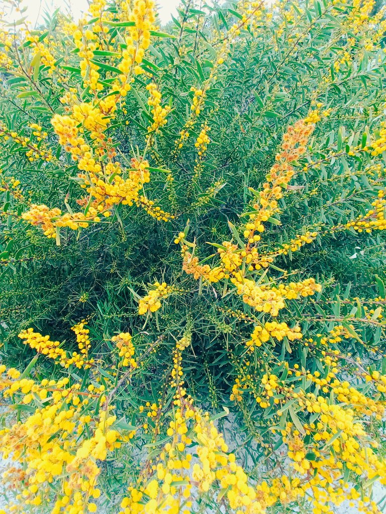 Mikeybail's tweet image. #wattle #wildflowers #perthlife