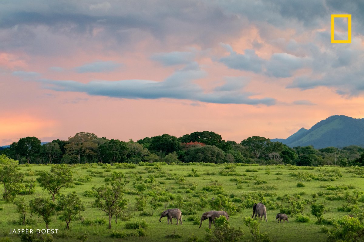 NatGeoTravel's tweet photo. Forest elephants graze in Lopé’s grasslands in Lopé National Park, Gabon. #WorldElephantDay https://t.co/k4EUJDprzZ