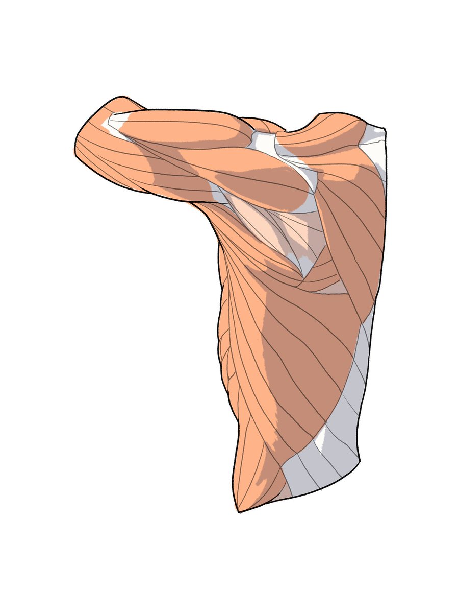 kato_anatomy's tweet photo. #一日一筋 https://t.co/TmNOf7lbq0