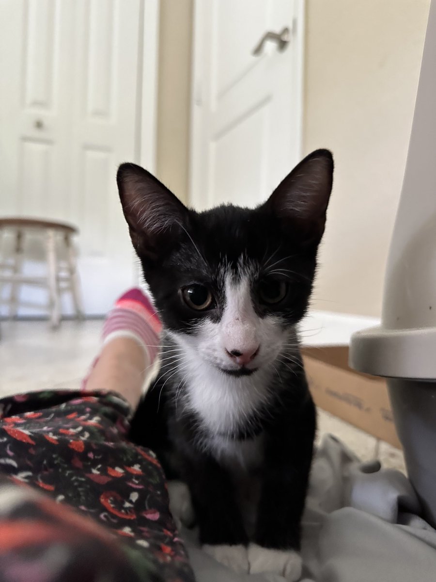 BonneHellcat66's tweet photo. Sailor is just one of those girls❤️🔥
#Caturday #KittensOfX #XKittens https://t.co/leyhaakFIp