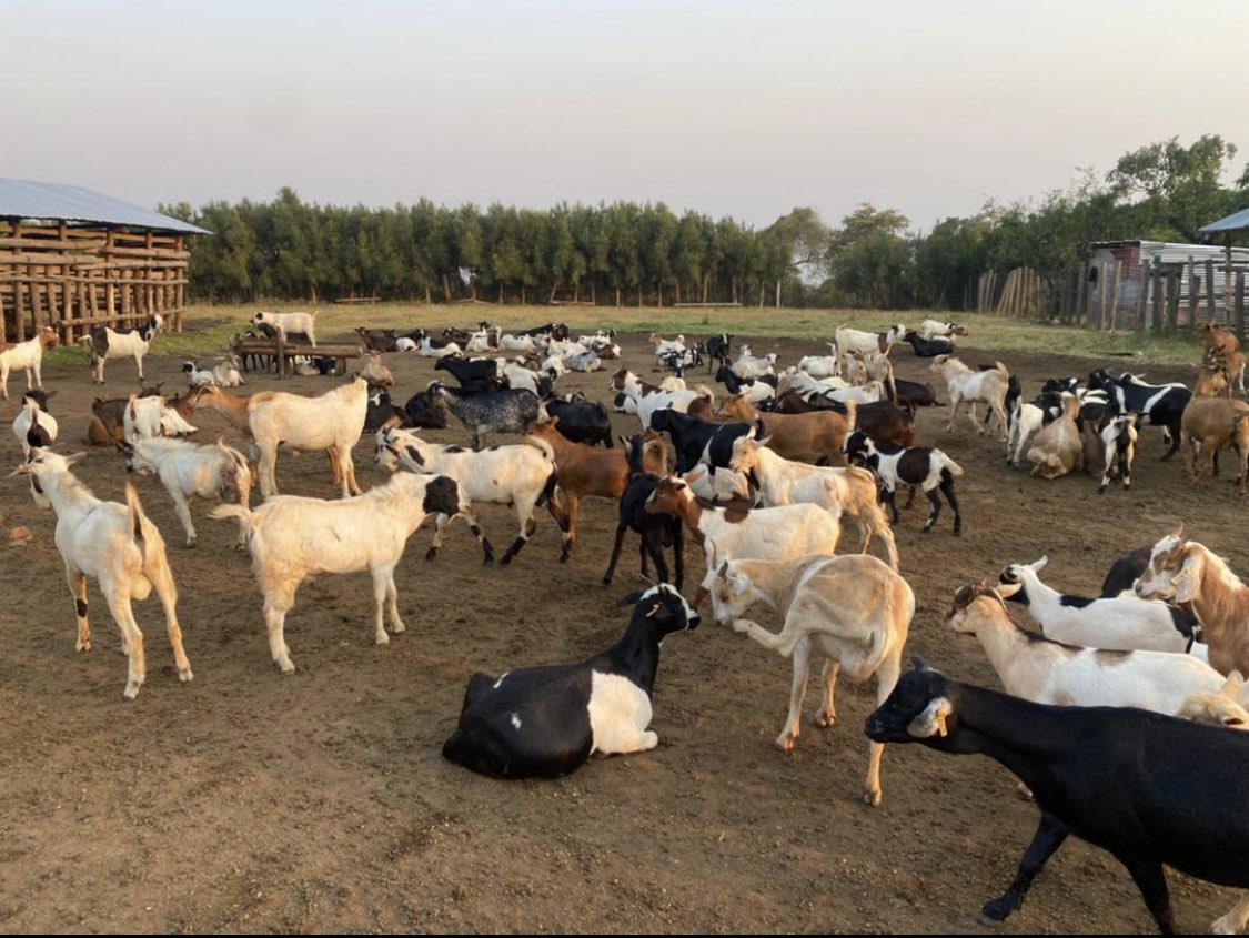 Are you skeptical about starting a goat farm?
Well, Did you know that more than 60% of red meat consumed worldwide is goat meat? 

The goat meat is tastier, nutritious and easily digestible and hence the premium prices in the local and international markets!