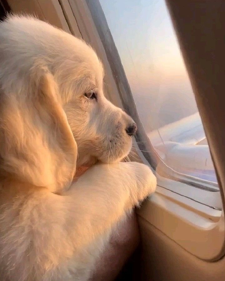 twaniimals's tweet image. 