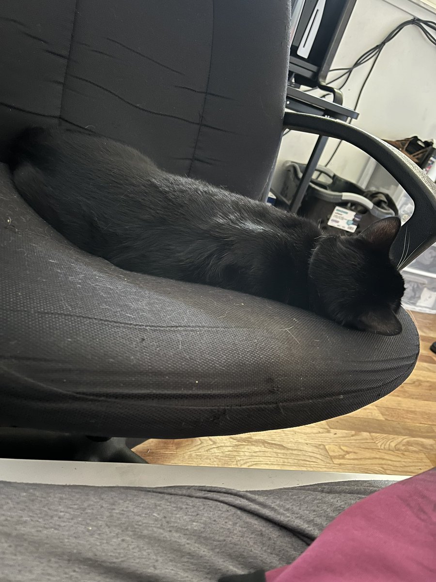 in the jungle, the mighty jungle
the panther sleeps tonight 🎶 🎶