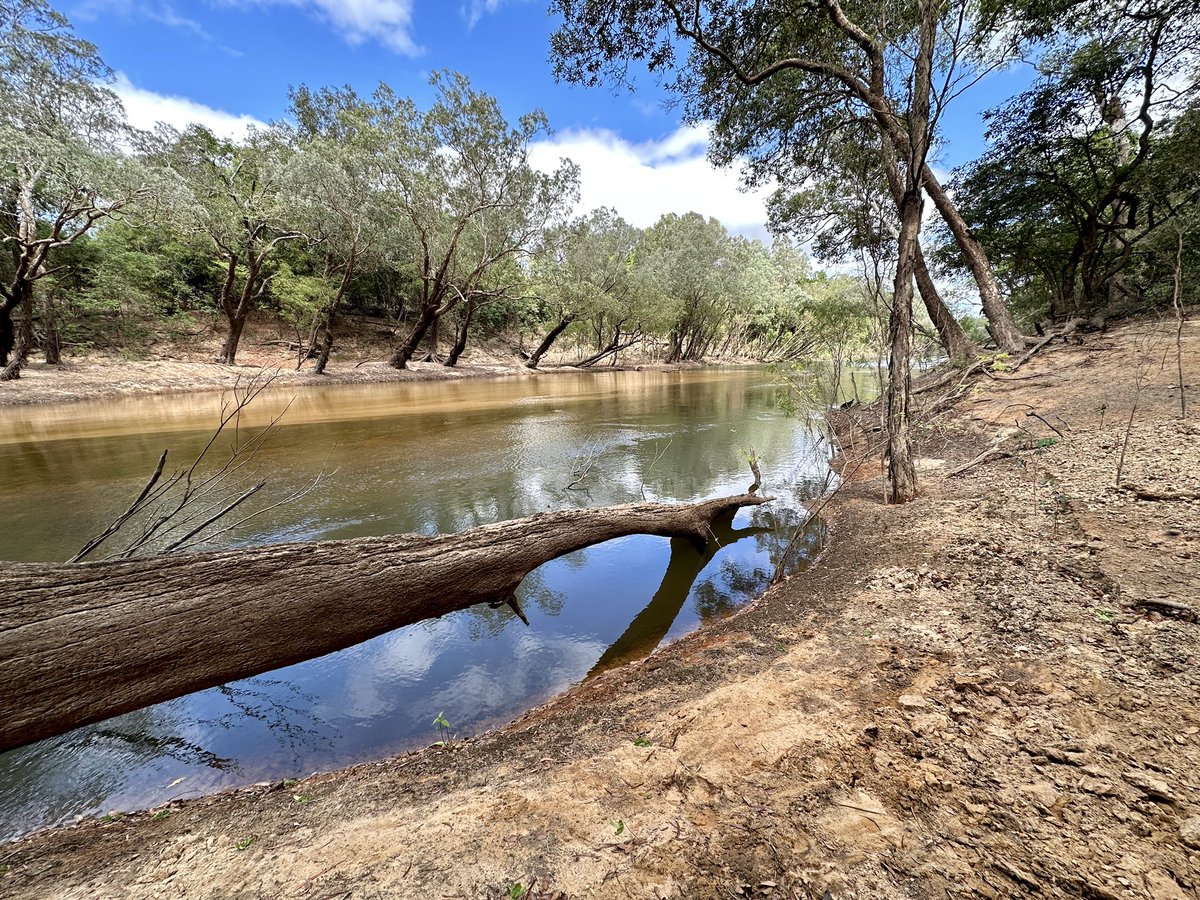 The Wenlock River on the Steve Irwin Wildlife Reserve. Such a special part of the world🐊