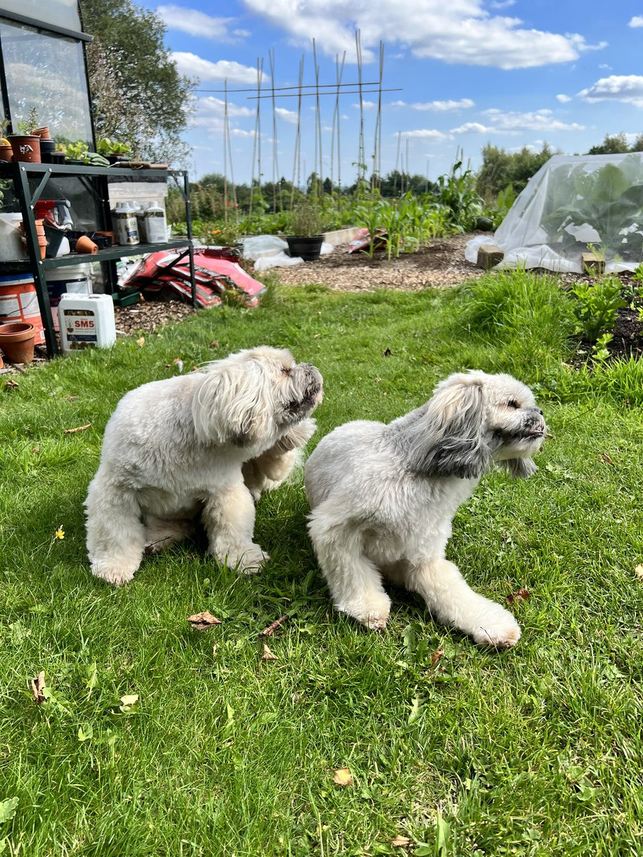 Delpys's tweet photo. Synchronised scratching! 🤣 https://t.co/97ffnLNLhj