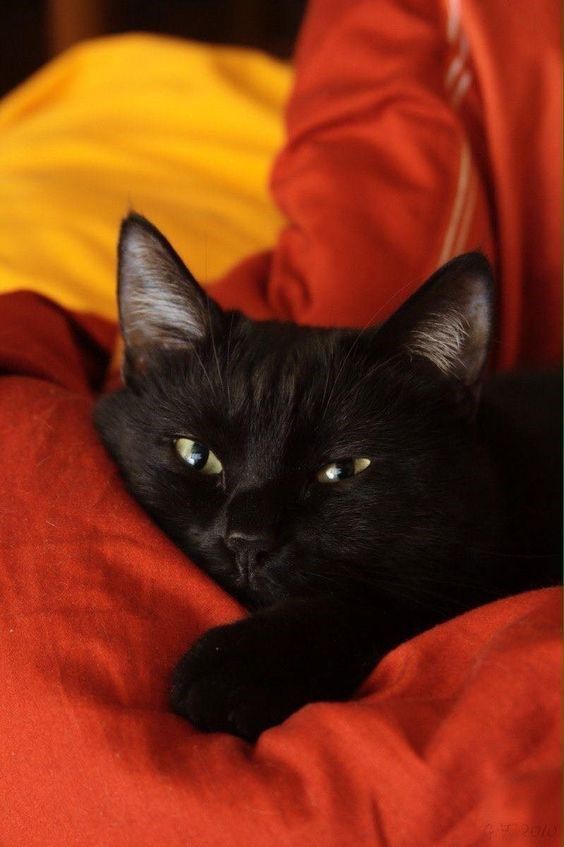 diegosalher's tweet photo. Nadie cree que los gatos sean buenos compañeros, pero lo son.
Estoy solo, acostado y de pronto siento un poderoso brinco:
Es Beppo que se sienta a dormir a mi lado y yo percibo su presencia como la de un dios que me protegiera

~ Jorge Luis Borges https://t.co/rrwcSGlFhH