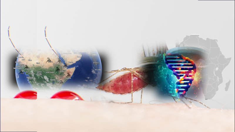 Anopheles stephensi, being an invasive rather than  indigenous species in Africa, provides for an excellent opportunity to demonstrate the power of Gene Drives for malaria control in Africa. It is fast spreading and its current geographic extent is unknown; yet it is also