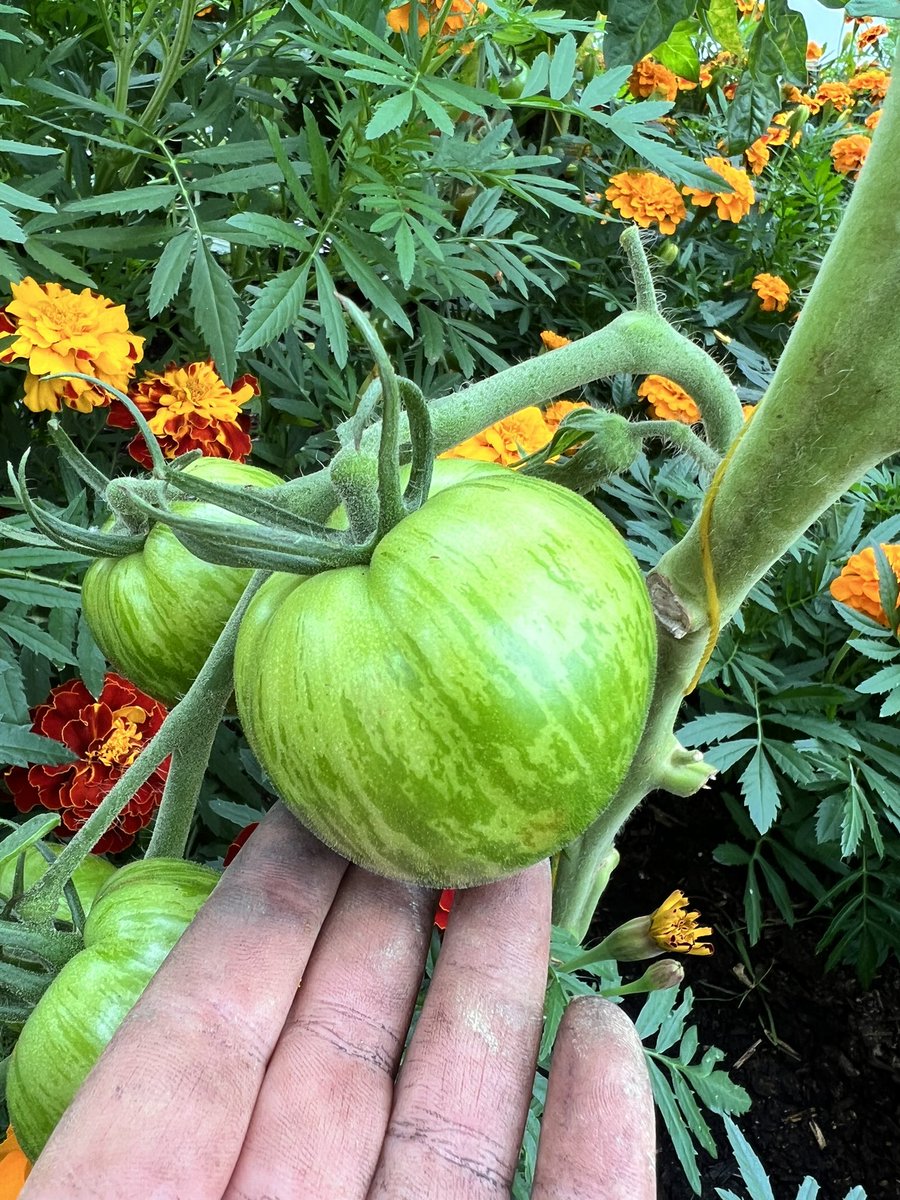 Delpys's tweet photo. Tomatoes growing up string in the polytunnel with marigolds growing below to ward off green fly! 🍅😊 https://t.co/bbPAaYM2Gj
