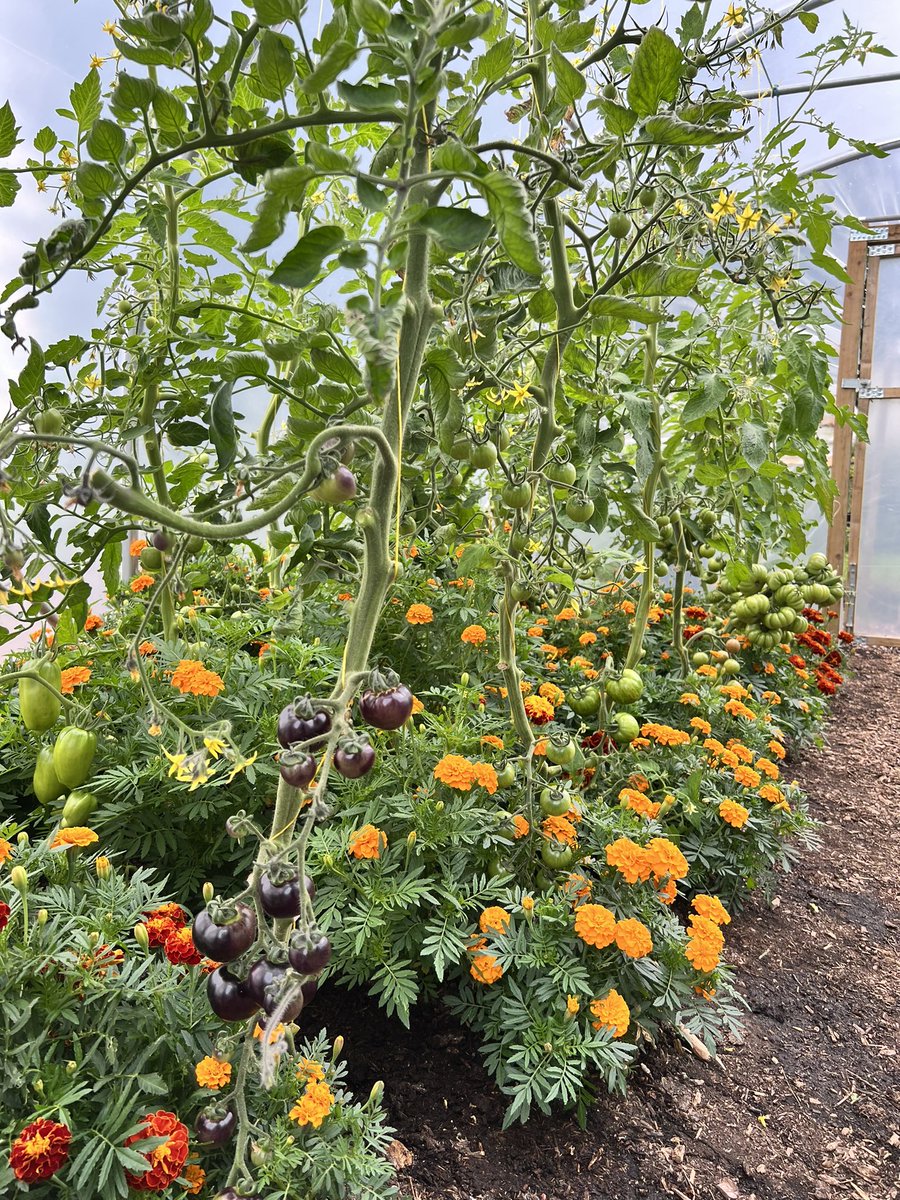 Delpys's tweet photo. Tomatoes growing up string in the polytunnel with marigolds growing below to ward off green fly! 🍅😊 https://t.co/bbPAaYM2Gj