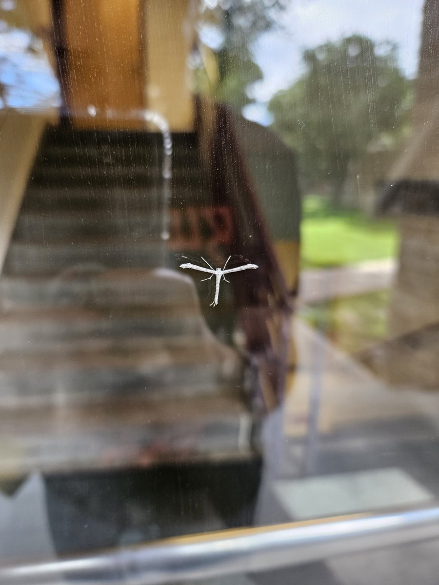 Livv_Grace_22's tweet photo. fan-cam for this plume moth resting on the CSU Plant Sci building 👀 #entomology #pterophoridae #plumemoth #STEM https://t.co/2Ohra6bErj