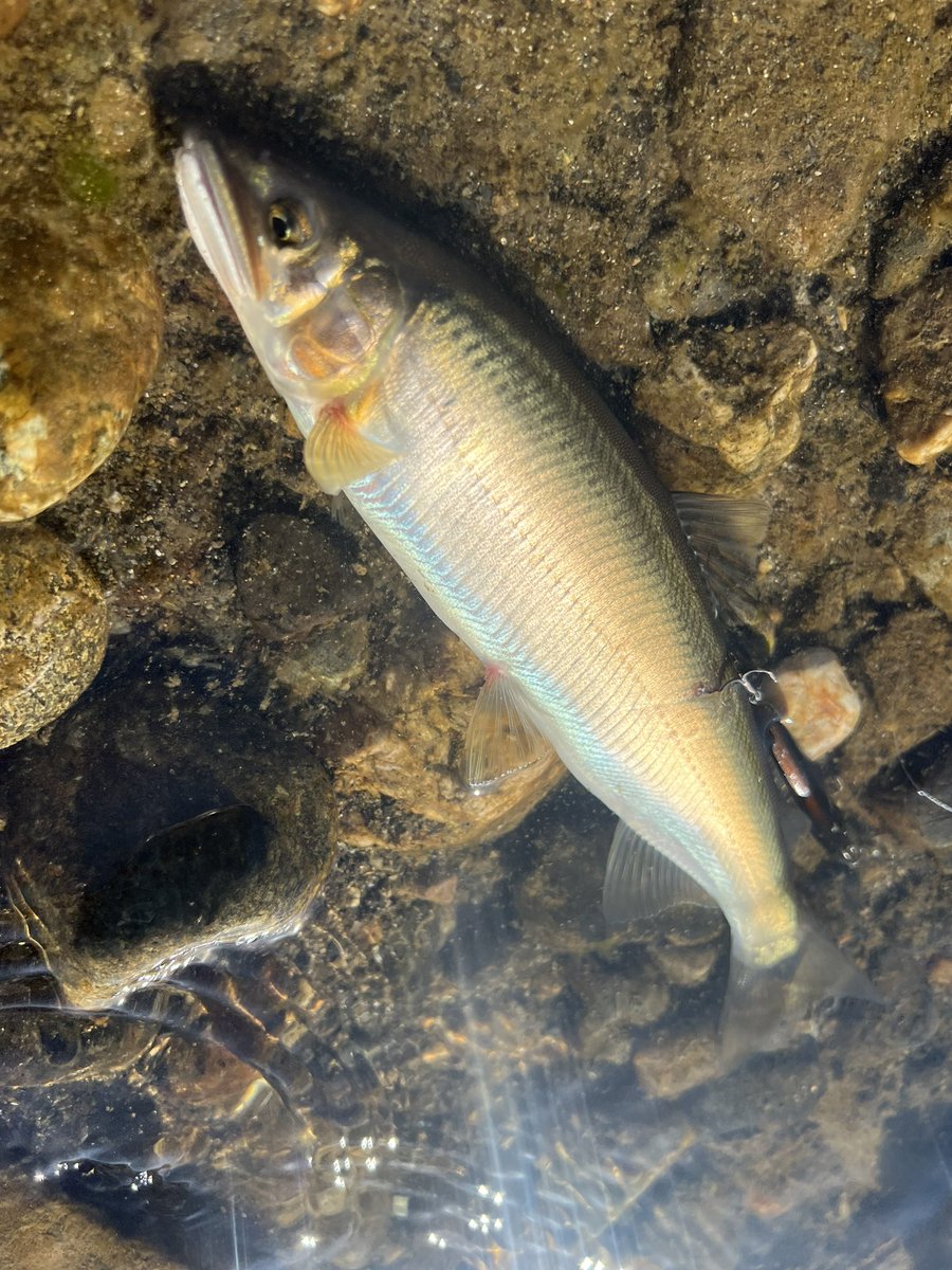 shock_nin_ko's tweet photo. 台風前に閉伊川奔流調査🎣
色々なの釣れだけど…。
山女魚は何処に⁉️昨日は台風の影響で大増水・泥濁り。今期の本流大山女魚狙いは強制終了…。
 #工房大久保 https://t.co/Y1yVanBLfZ