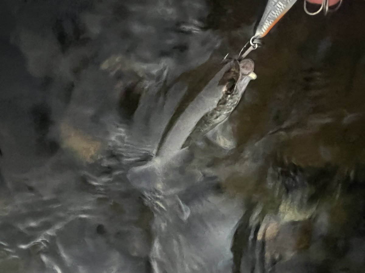 shock_nin_ko's tweet photo. 台風前に閉伊川奔流調査🎣
色々なの釣れだけど…。
山女魚は何処に⁉️昨日は台風の影響で大増水・泥濁り。今期の本流大山女魚狙いは強制終了…。
 #工房大久保 https://t.co/Y1yVanBLfZ