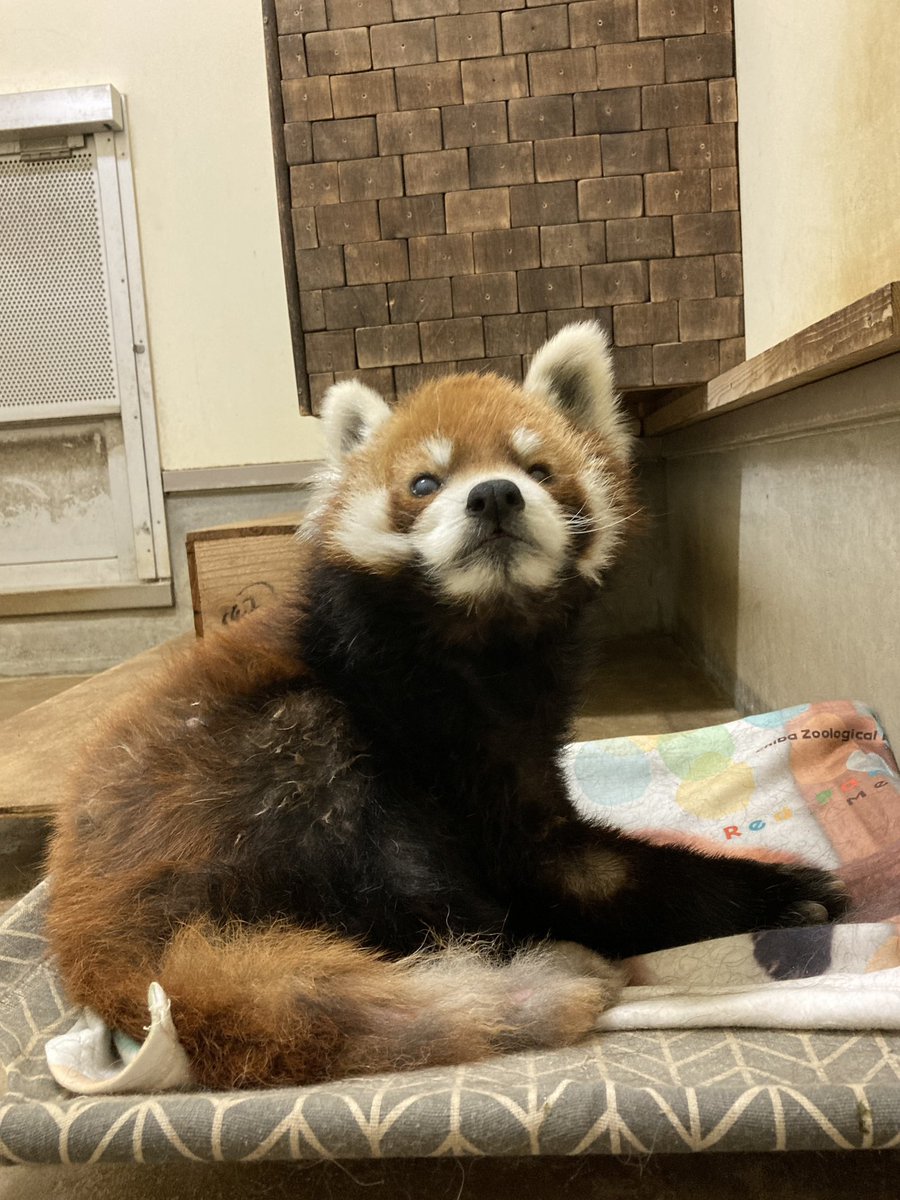 ChibaZoo's tweet photo. 湿度が高めの園内、現在の風太の様子をお届けします。
(飼育)
 #千葉市動物公園 
#レッサーパンダ 
#ほぼ毎日風太 https://t.co/TGmPjLpmMB